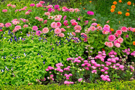 colorful flower in the gardenの写真素材