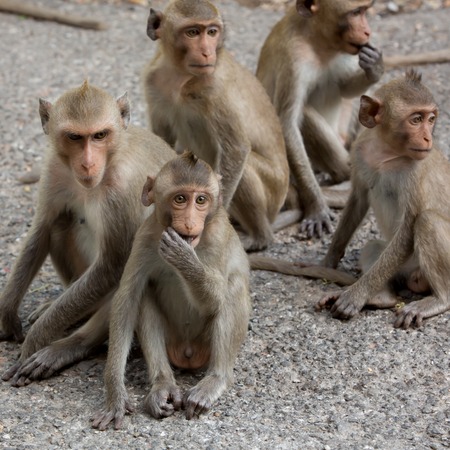 monkey familyの写真素材