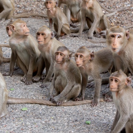 monkey familyの写真素材