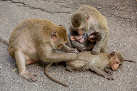 monkey familyの写真素材