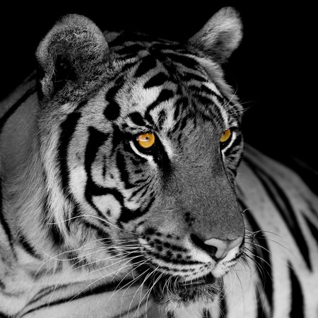 black and white tigerの写真素材
