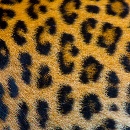 Real jaguar skinの写真素材