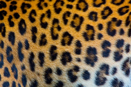 Real jaguar skinの写真素材