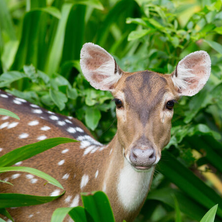 spotted fallow deerの写真素材