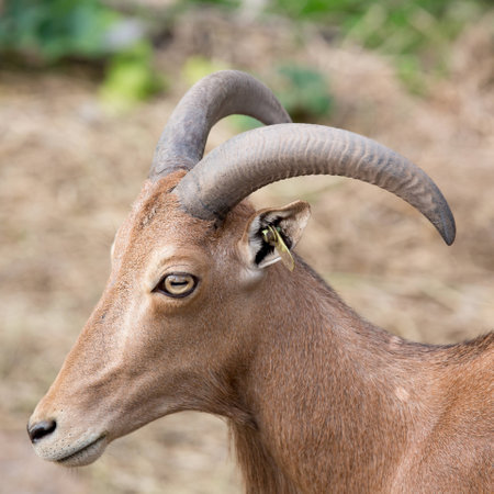 Barbary sheepの写真素材