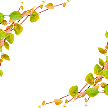 the green creeper plant  frame isolated on white backgroundの写真素材