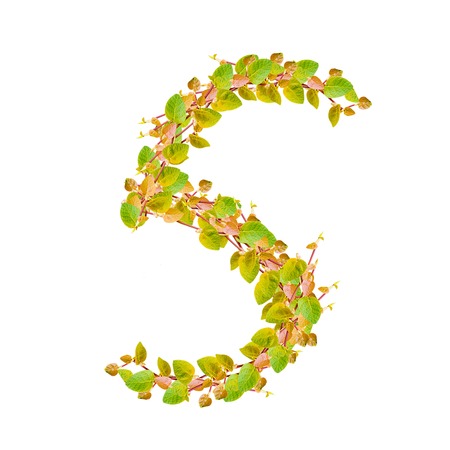 Number 5, alphabet of green leavesの写真素材