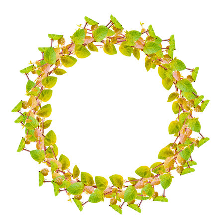 the green creeper plant  frame isolated on white backgroundの写真素材