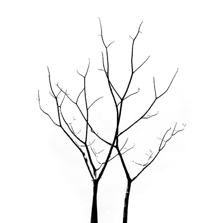 Dead Tree without Leavesの写真素材