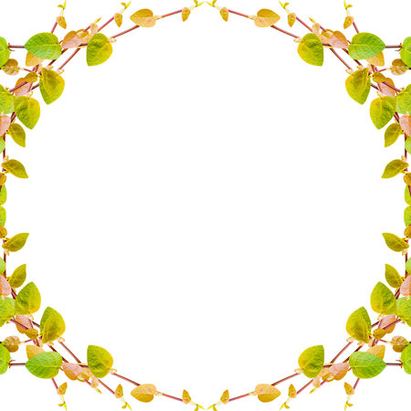 the green creeper plant  frame isolated on white background