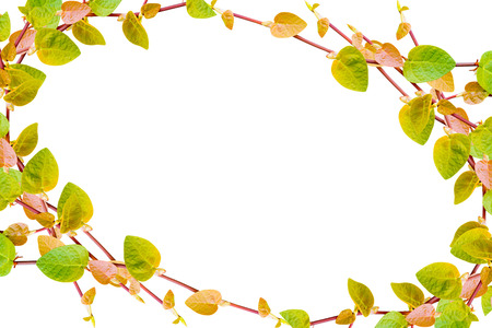 the green creeper plant  frame isolated on white backgroundの写真素材