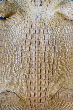 crocodile leather texture backgroundの写真素材