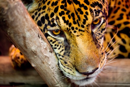 jaguarの写真素材