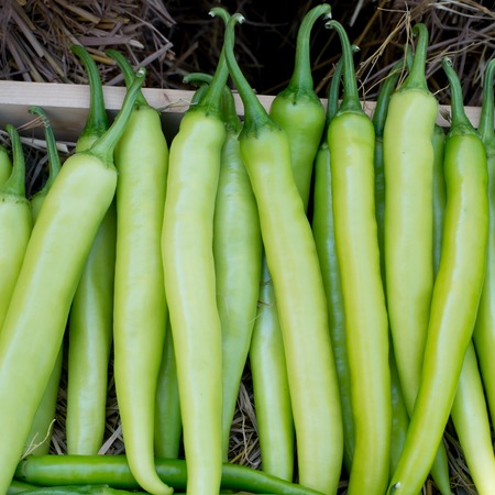 Chili Peppersの写真素材