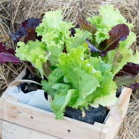 salad greens from the garden in a wicker basketの写真素材