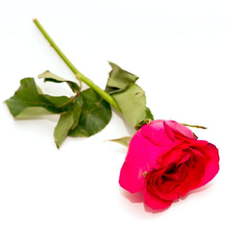 red rose isolated on white backgroundの写真素材