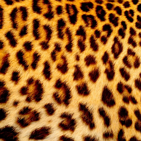 Real jaguar skinの写真素材