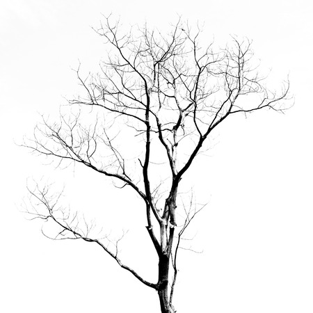Dead Tree without Leavesの写真素材