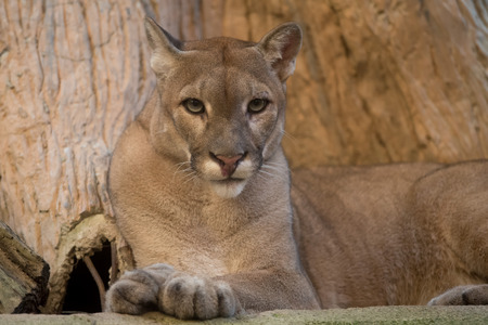 puma in the zoo