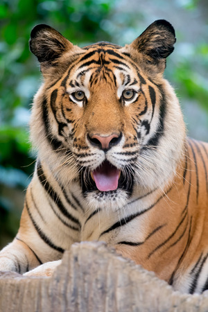tiger in the zooの写真素材