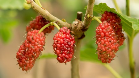 Berry fruit in nature, mulberry twigの写真素材