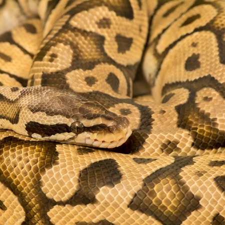 Python Royal python