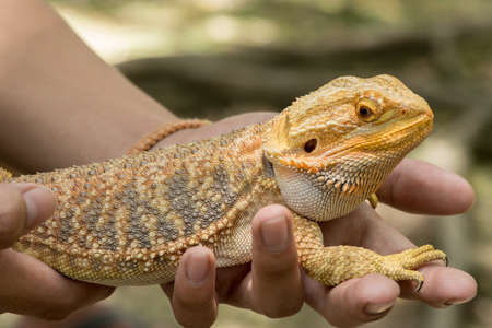 Bearded Dragon on handの写真素材