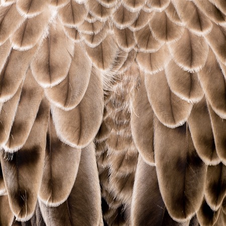 eagle feather detailの写真素材