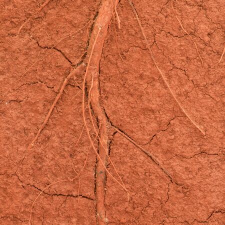 The root of the tree in the ground