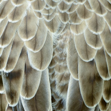 eagle feather detailの写真素材