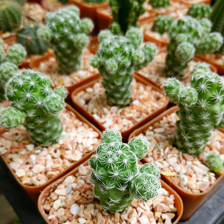 cactusesの写真素材