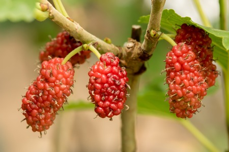 Berry fruit in nature, mulberry twigの写真素材