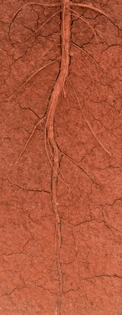 The root of the tree in the groundの写真素材