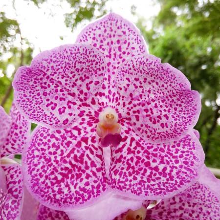 Close-up of beautiful orchidの写真素材