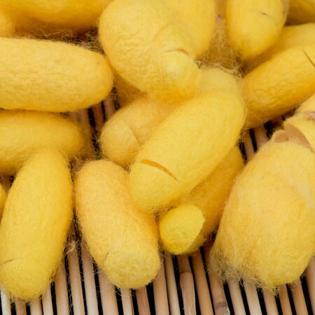 silkworm cocoonの写真素材