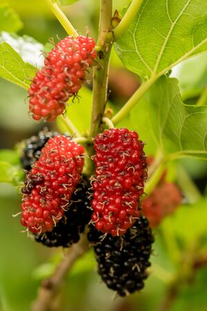 Berry fruit in nature, mulberry twigの写真素材