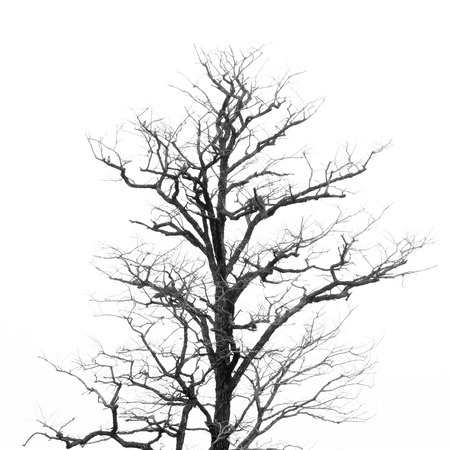 Dead Tree without Leavesの写真素材
