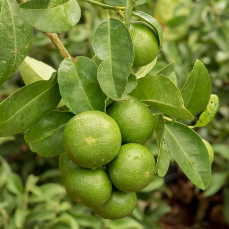Thai green lemon Treeの写真素材