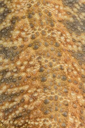 skin of Bearded Dragonの写真素材