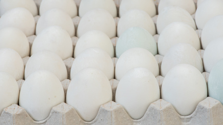 Eggs, Chicken Eggの写真素材