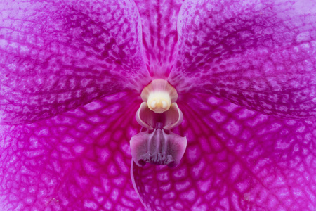Close-up of beautiful orchid