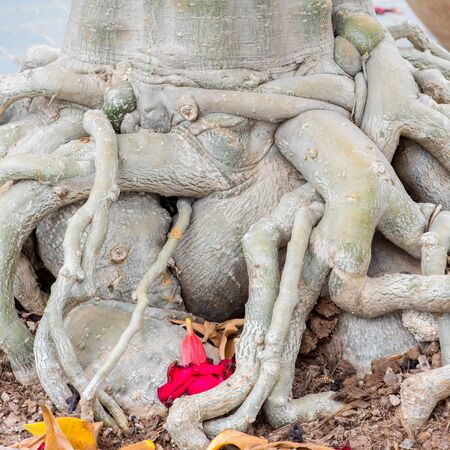 Root of Adenium obesum tree or Desert rose in flowerpot.の写真素材