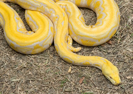 Gold Python,Reticulated python (Python reticulatus)の写真素材