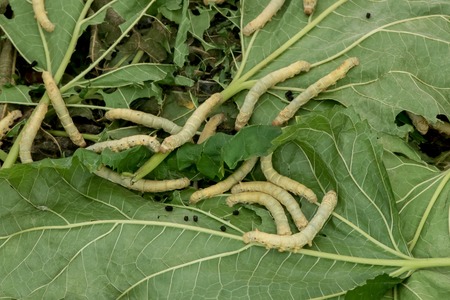 Silkwormsの写真素材