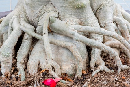 Root of Adenium obesum tree or Desert rose in flowerpot.の写真素材
