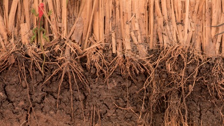 The root of Vetiver Grass  in the groundの写真素材
