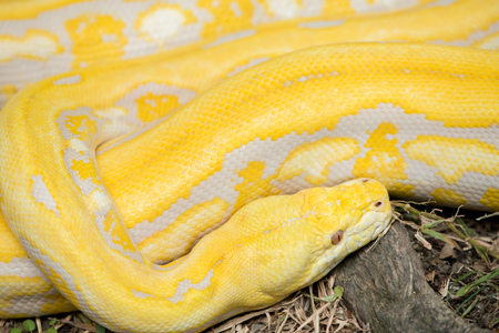 Gold Python,Reticulated python (Python reticulatus)の写真素材