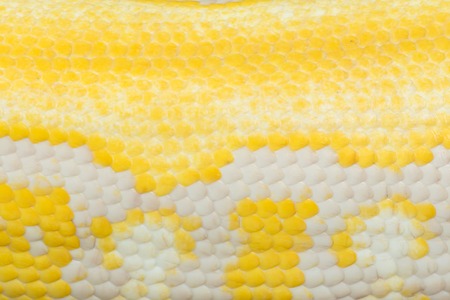 Gold Python,Reticulated python (Python reticulatus)