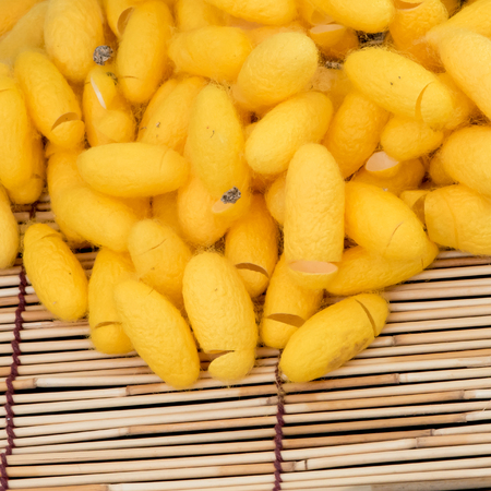 silkworm cocoonの写真素材
