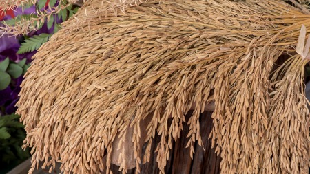 Ears of riceの写真素材